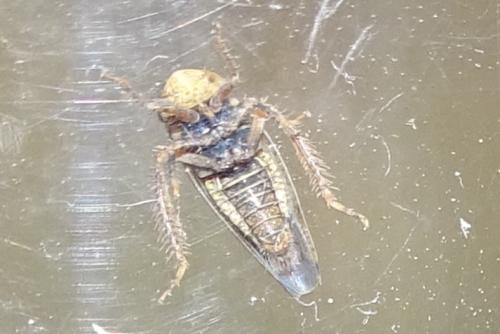 Réf. 318 539 : Hishimonus hamatus